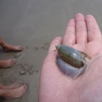 Snail in the sand at Playa Hermosa