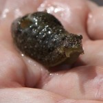 Sea slug that lives among the tidepool rocks