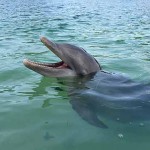 Dolphins - Seen all Year in Montezuma