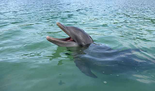 A bottle-nosed dolphin in Costa Rica?
