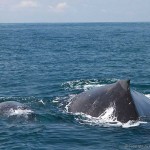 Mother and baby whale in Costa Rica