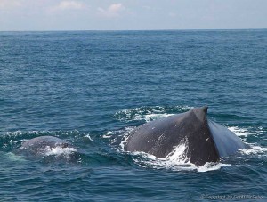 Mother and baby whale in Costa Rica