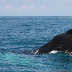 Costa Rica whale watching tours