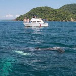 Whale watching in Costa Rica with Zuma Tours