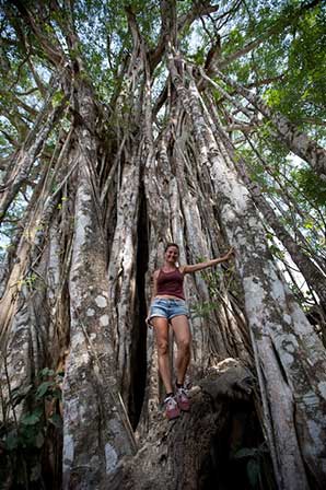 Giant Strangler Fig Tree in Costa Rica