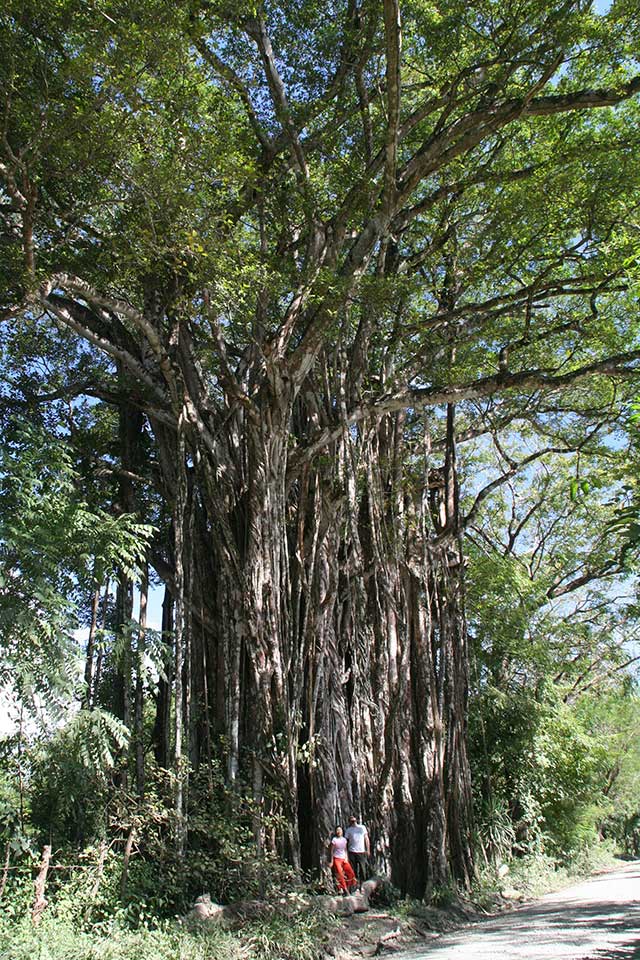 The biggest tree in Costa Rica?
