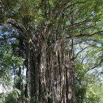 biggest strangler fig tree in costa rica?