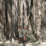 El Higueron de Cabuya (Giant Banyan Tree)