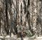 El Higueron de Cabuya (Giant Banyan Tree)