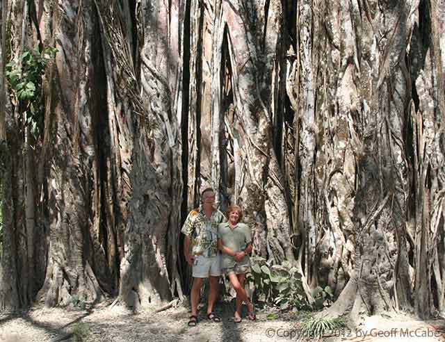 giant higueron tree in cabuya
