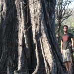 giant pochote in santa teresa