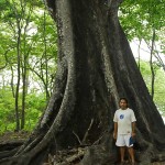 huge pochote near the las manchas beach