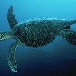 Tortuga Island Dive Sites