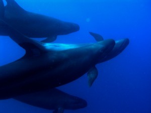 Pilot Whales in Costa Rica