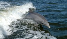 Bottlenose Dolphins in Montezuma