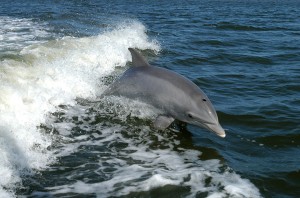 Bottlenose Dolphins in Montezuma 