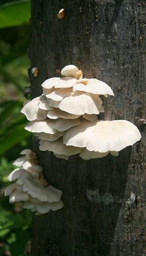 Costa Rica Oyster Mushrooms