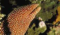 Spotted Moray Eels