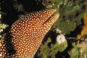 Spotted Moray Eels