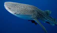 Whale Sharks – Occasional Visitors to Montezuma’s Waters