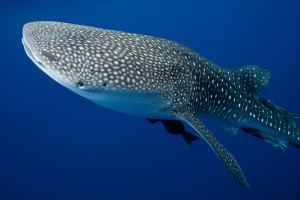 Whale Sharks - Occasional Visitors to Montezuma's Waters