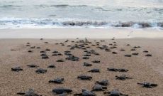 Romelia Sea Turtle Conservation Program
