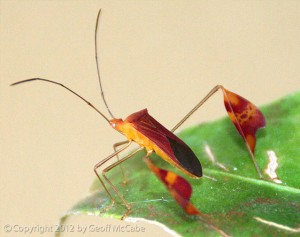 Flat Foot Bug Costa Rica