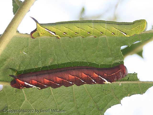 This green caterpillar is a master of blending into the jungle, but turns bright red later in life as it grows, as shown here.