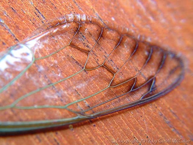 Transparent Cicada Wing