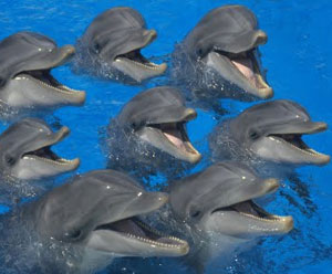 Insanely cute pod of cute singing dolphins