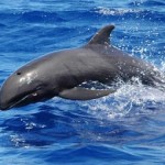 False Killer Whales