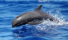 False Killer Whales