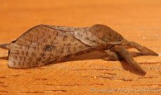 Moth Photos