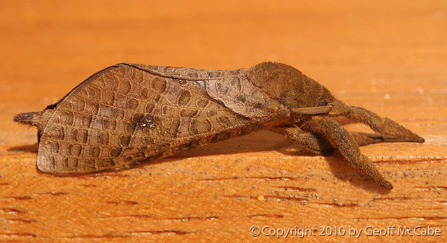 Weird fuzzy brown moth