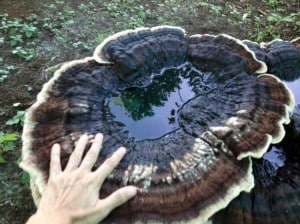 Giant Costa Rica Mushroom