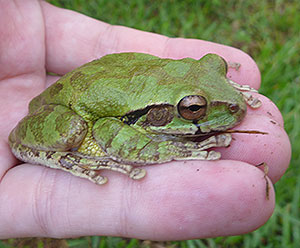 Cute green rainforest frog in my hand