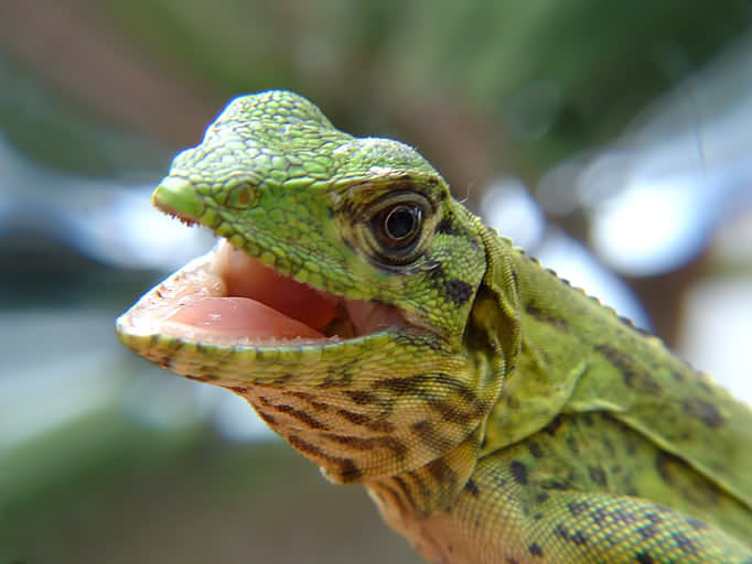 Green Lizard Macro