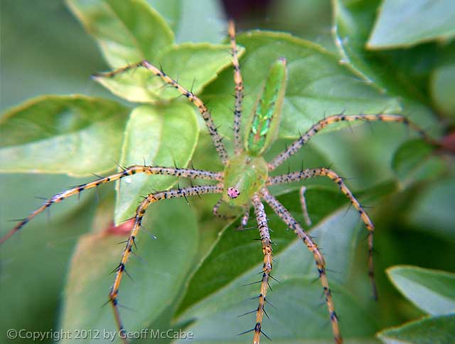 Green Spider hiding on a basil plant