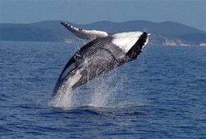 Humpback Whales