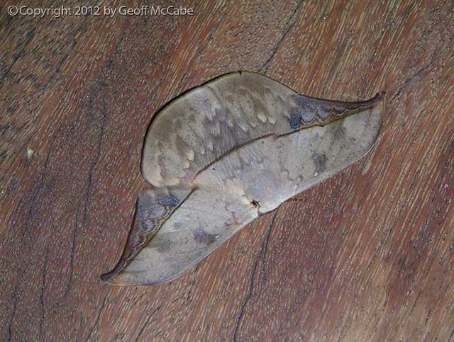 Moth that looks like a leaf
