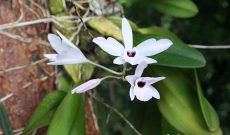 Costa Rica Orchids