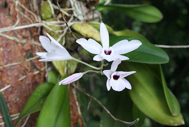 Wild Orchid from the Montezuma area