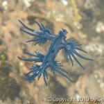 Nudibranchs - One of the World's Most Amazing Creatures