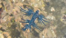 Nudibranchs – One of the World’s Most Amazing Creatures