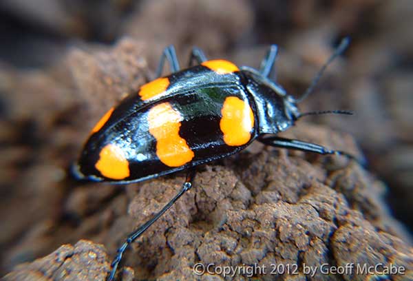 Cute black beetle with orange spots