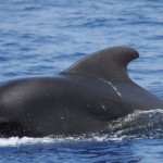 Pilot Whales