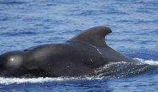 Pilot Whales