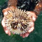 Puffer Fish