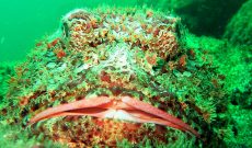 Observing Scorpion Fish in Montezuma