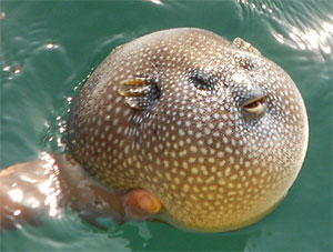Smooth puffer fish found in Tortuga